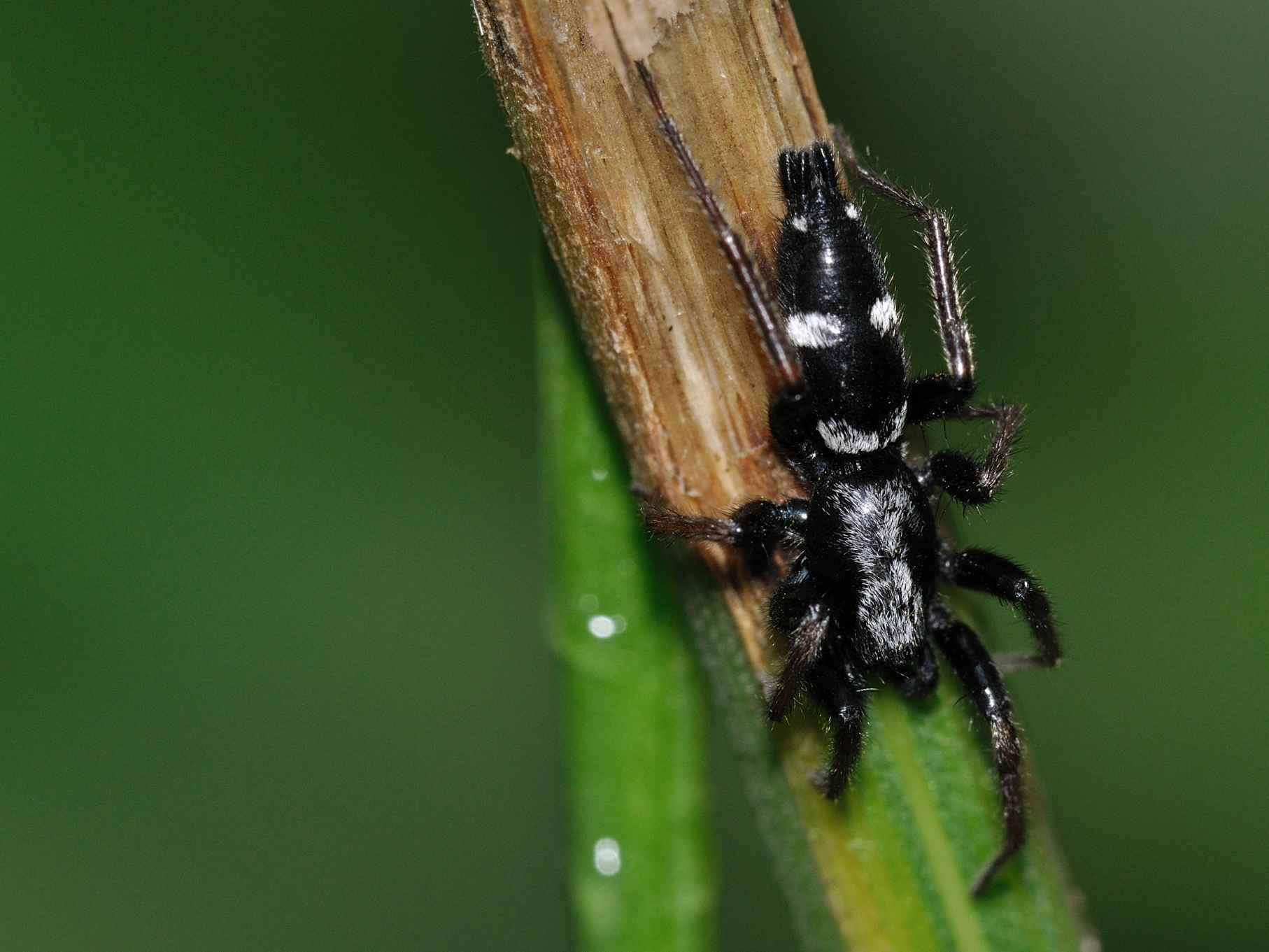Aphantaulax sp.